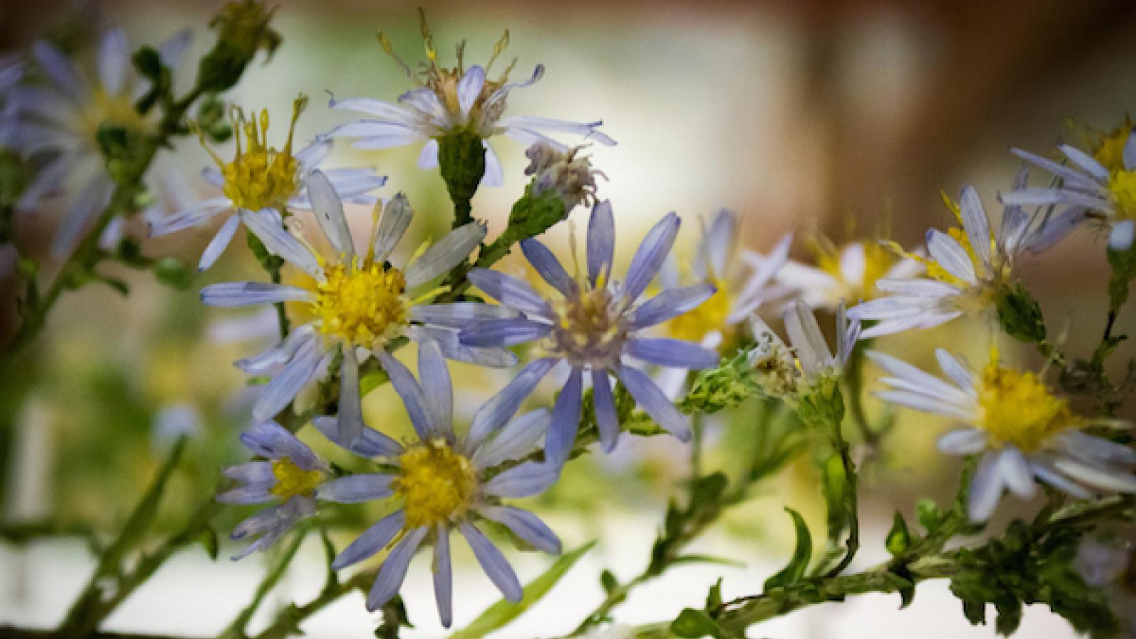 close-up of glass model of aster flowers at Harvard Museum of Natural History