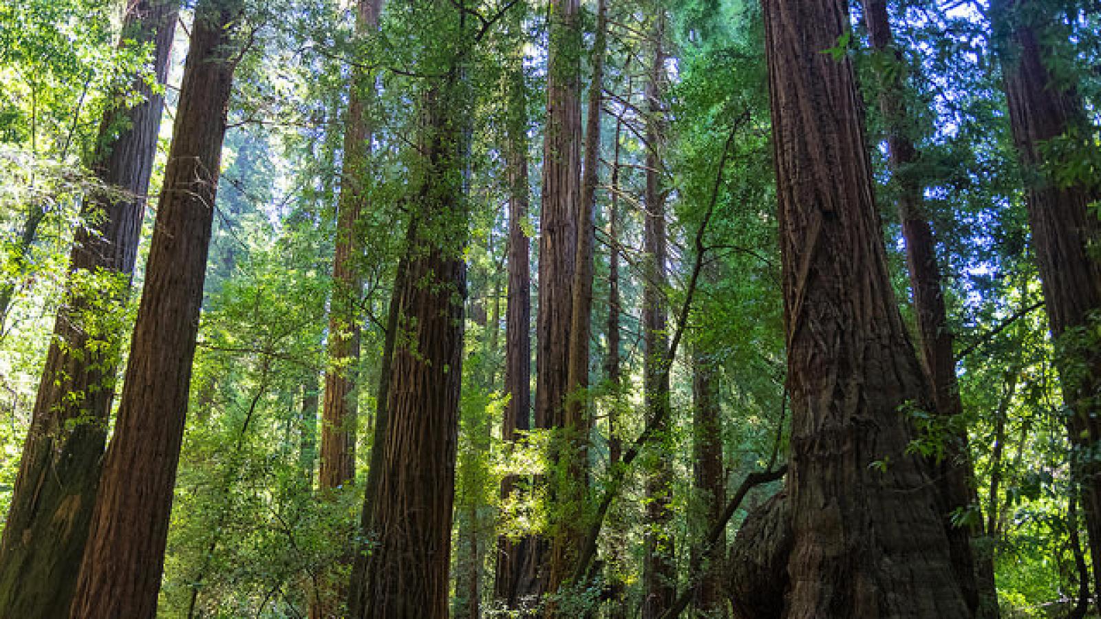 A forest of redwood trees A forest of redwood trees