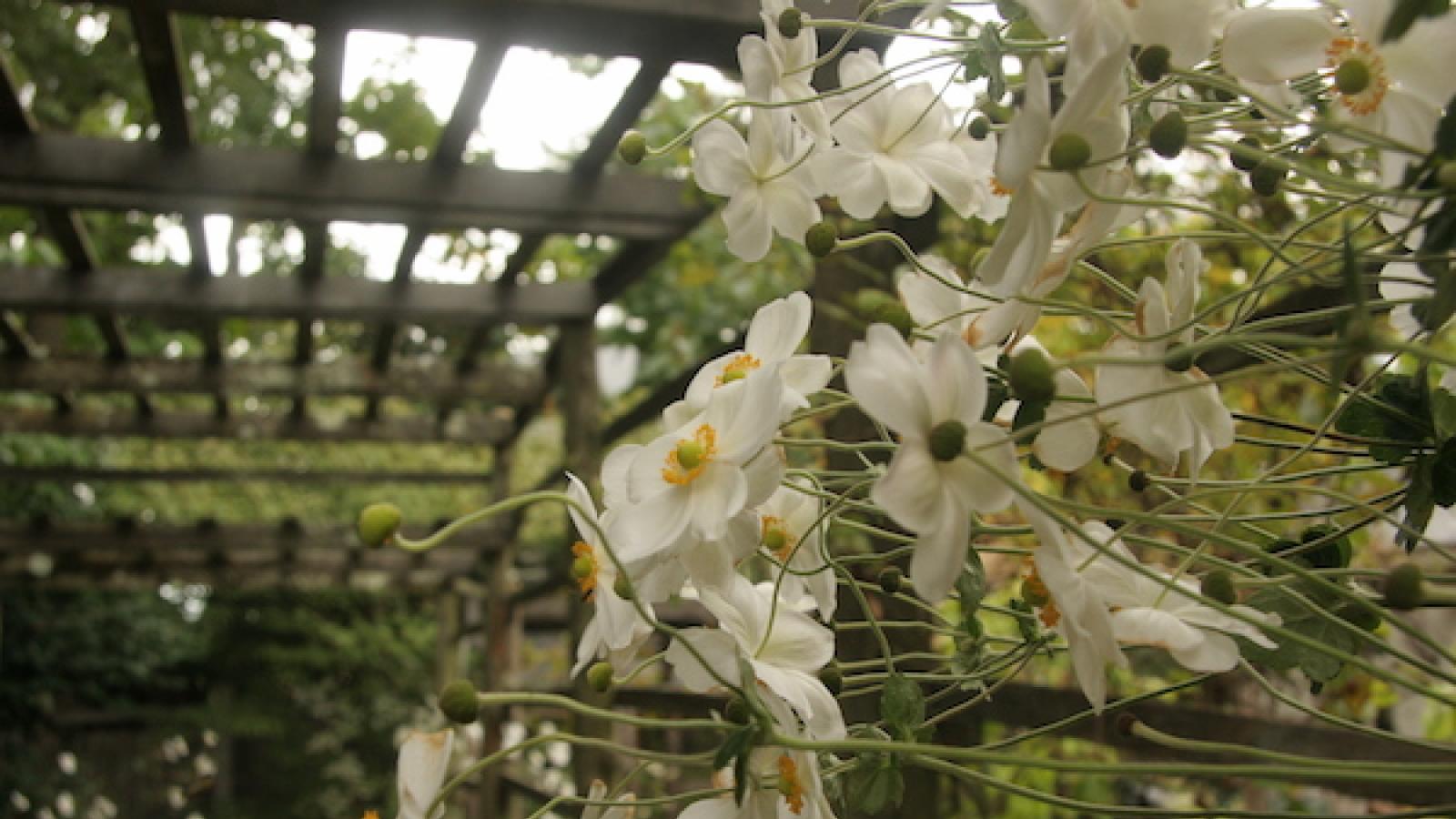 white flowers growing on a trellis in an arbor