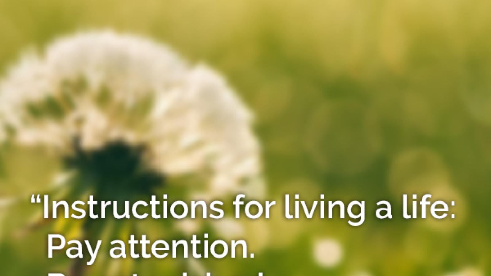 Stanza by Mary Oliver over pic of dandelion. Text reads Instructions for living a life: Pay attention. Be astonished. Tell about it.