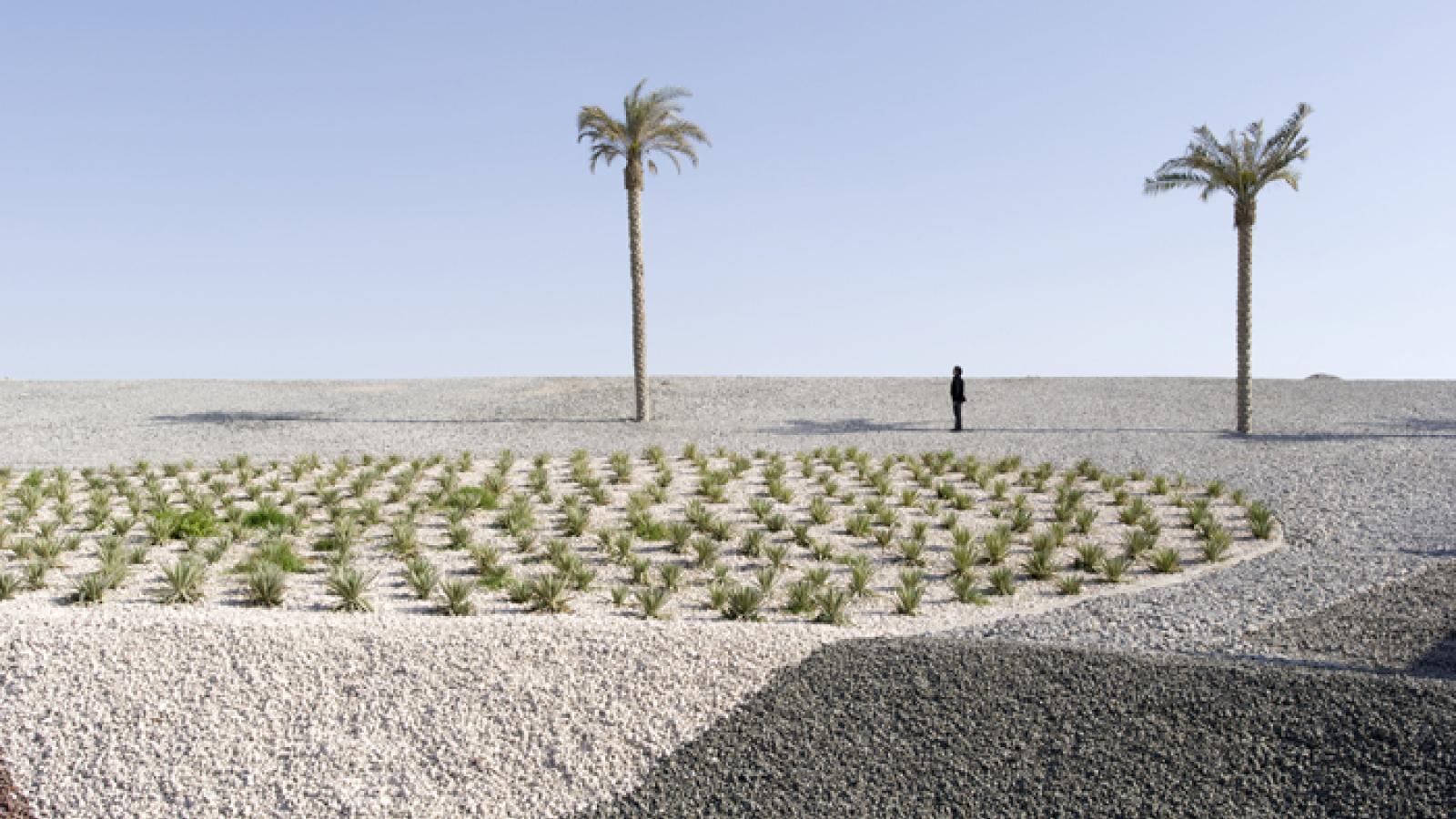 Man standing in desert next to palm tree.