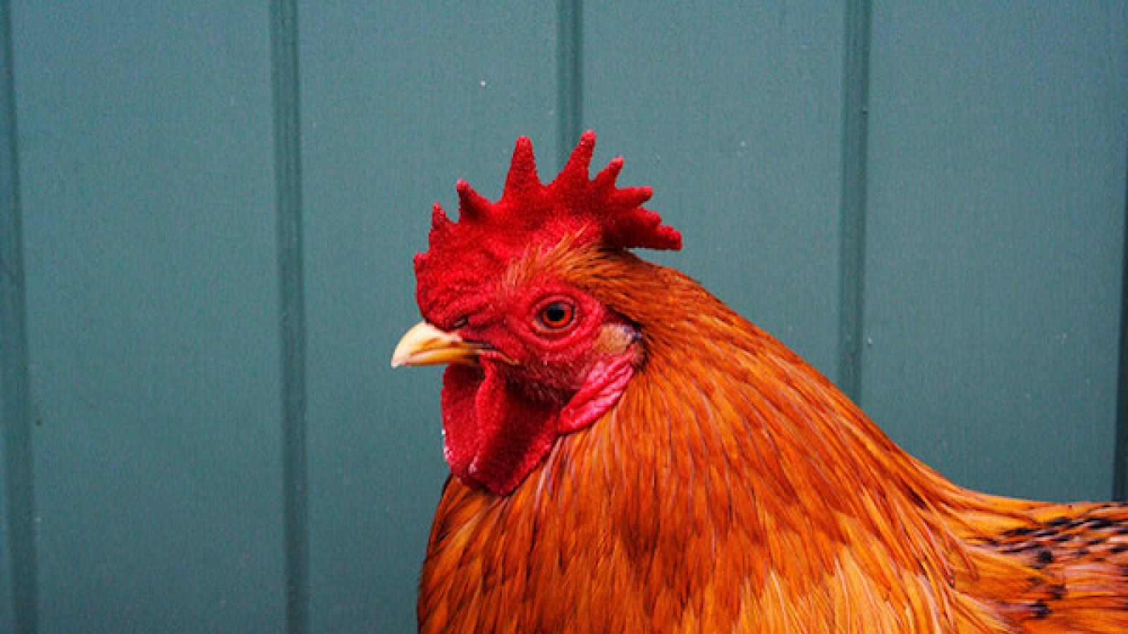 a close-up of a orange rooster against a blue-green outbuilding
