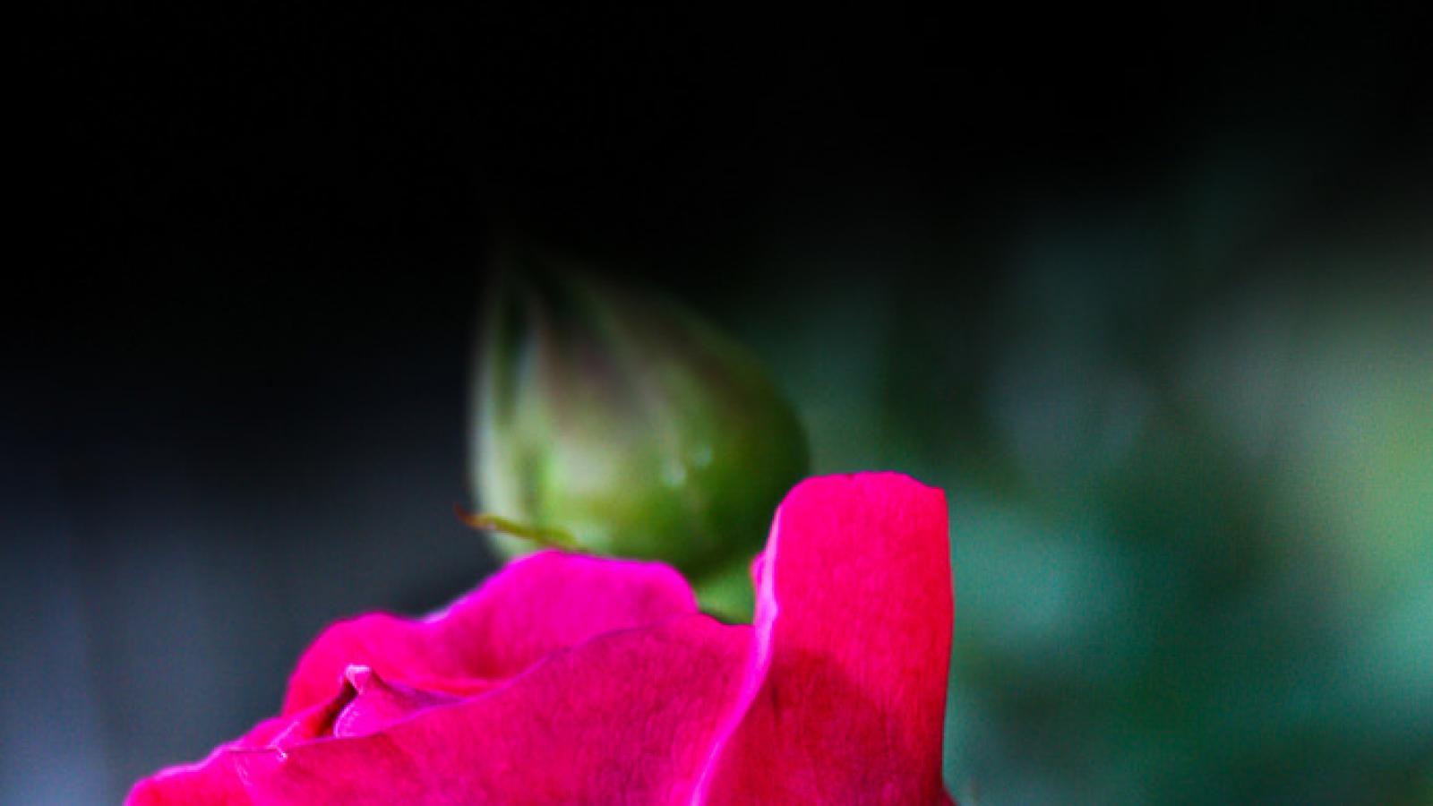 Red rose on a bush Red rose on a bush