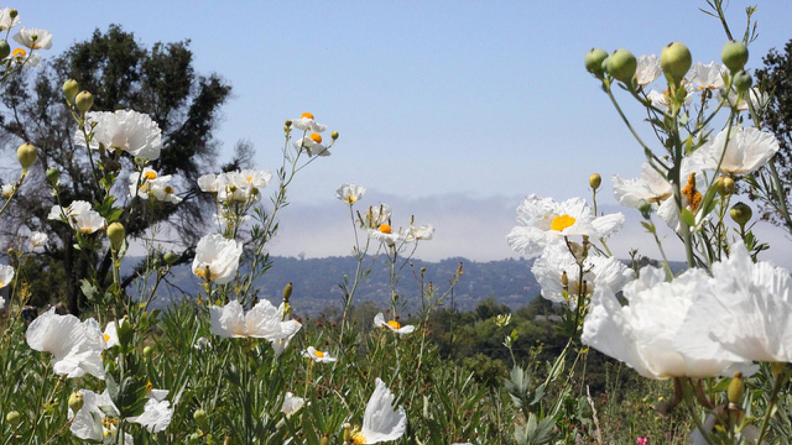 Close-up of white flowers in front of mountain backdrop Close-up of white flowers in front of mountain backdrop