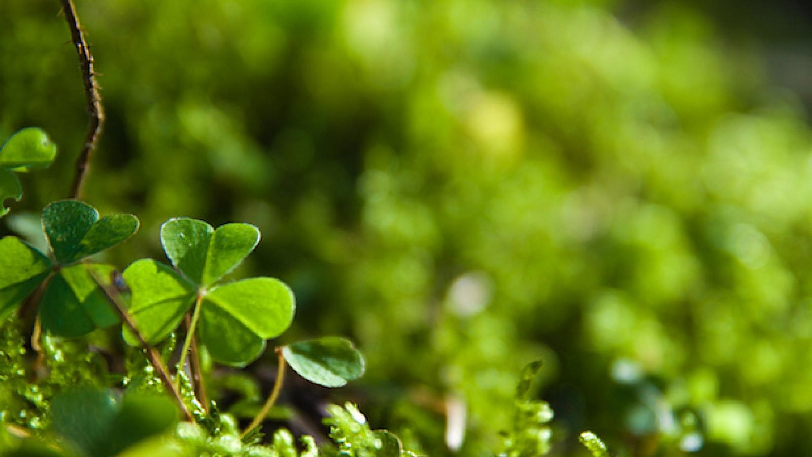 a close-up of a single shamrock in a field of shamrocks