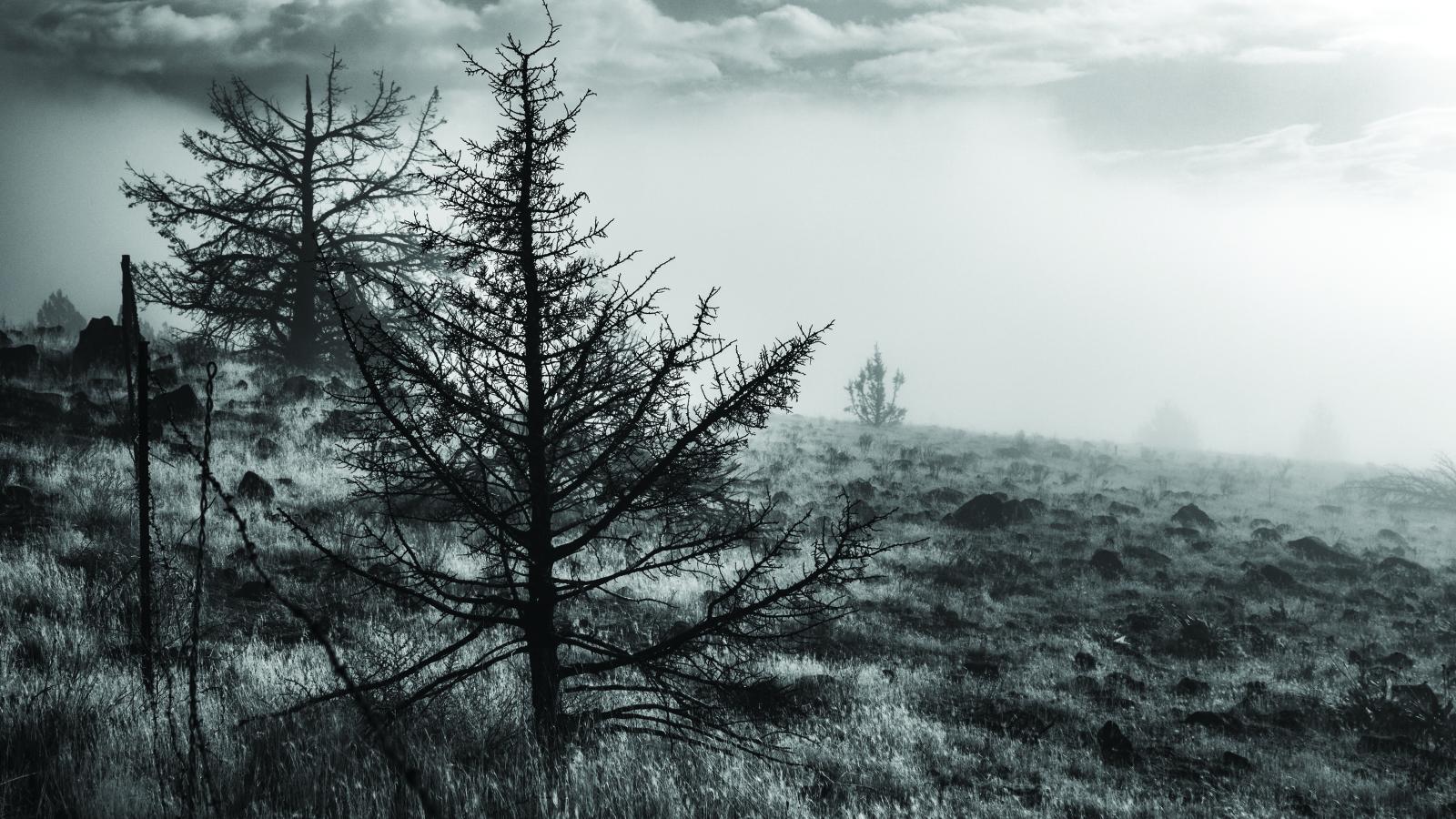 An outdoor scene with a tree in the foreground. 