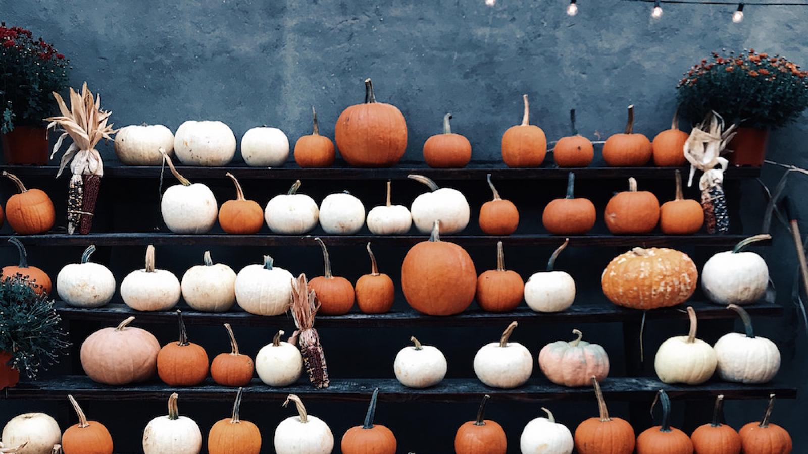 rows of brown and white pumpkins on a stand and on the ground in front of the stand