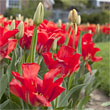 Wave Hill Public Garden &amp; Cultural Center